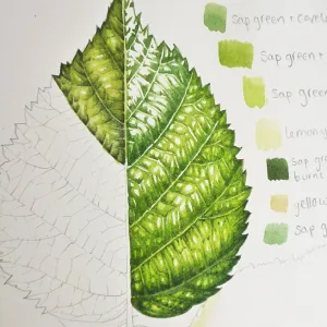 Leaves